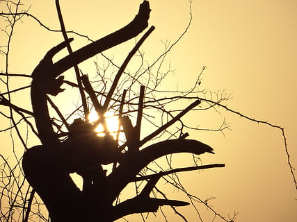 India, Noida, silhouette, cielo, albero, ramo, pianta, natura, tramonto, albero nudo, nessuno, luce del sole, la tranquillità, cielo sereno, sole, all'aperto, bellezza nella natura, scenics - natura, Inquadratura dal basso, giorno, scena tranquilla, colore arancione, 4K, CC0, dominio pubblico, privo di copyright