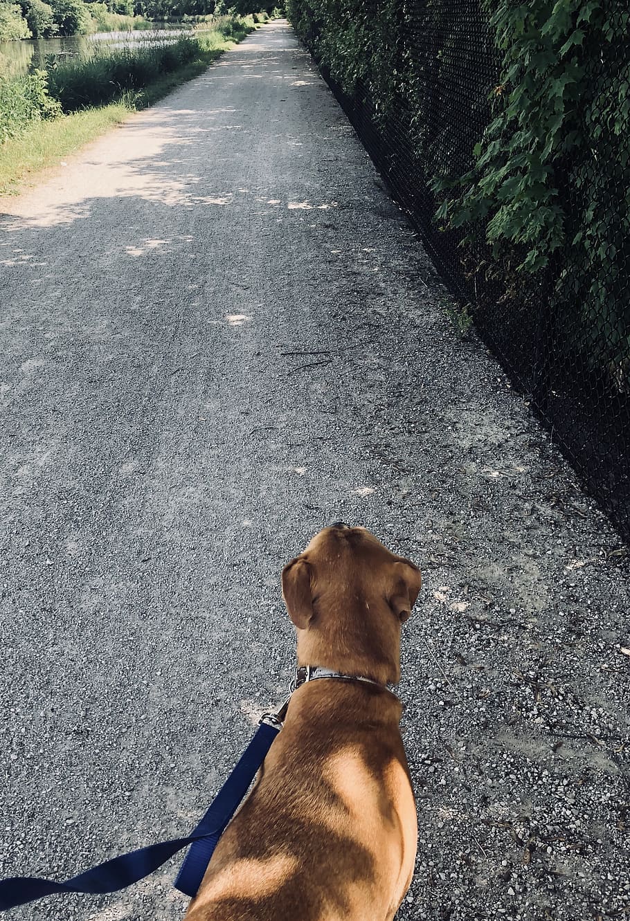 sti, sommer, forår, gå, dyrke motion, sundhed, blog, blogger, sund og rask, hund, kæledyr, graver, laboratorier, jagthunde, labradors, snor, blå, grøn, natur, husdyr, pattedyr, indenlandske, et dyr, hunde, dyre temaer, dyr, hvirveldyr, vej, ingen mennesker, dag, transportmidler, krave, retning, by, pet krave, gade, udendørs, 2K