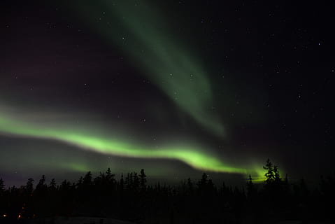 Aurora, Himmel, Nacht-, Bäume, Pflanze, Natur, Grün, Licht, Platz, Schönheit in der Natur, Astronomie, Stern - Raum, Szenen - Natur, grüne Farbe, Ruhe, keine Leute, idyllisch, ruhige Szene, Baum, Dramatischer Himmel, Umgebung, Silhouette, majestätisch, Naturphänomen, Aurora Polaris, Helligkeit, Kraft in der Natur, 5K, CC0, gemeinfrei, lizenzfrei