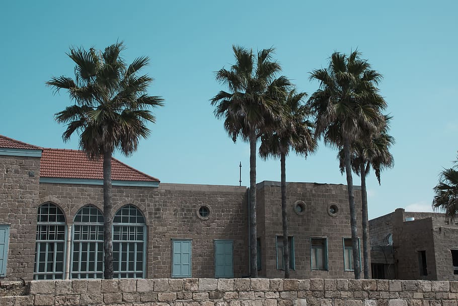 palmeres, cel blau, arquitectura, feina filla, bribk, clar, edifici, finestra, estructura construïda, exterior de l'edifici, Palmera, cel, arbre, clima tropical, vista d’angle baix, planta, cap gent, naturalesa, dia, cel clar, llum solar, el passat, història, a l'aire lliure, paret, palmera de coco, 4K