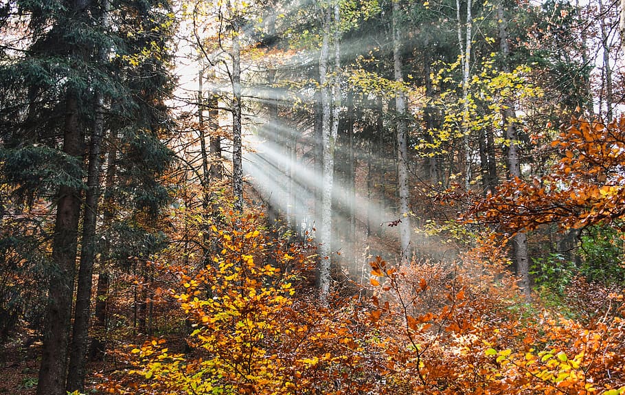 Skov, radius, lys, sol, efterår, landskab, træer, natur, stråler, blade, tåge, atmosfære, træ, plante, lave om, jord, skønhed i naturen, dag, scenics - natur, vækst, ingen mennesker, ro, rolig scene, ikke-urbane scene, bagagerum, plante del, træstamme, sollys, blad, udendørs, streaming, efterårssamling, fyrreskov, 5K