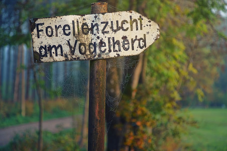 scut, pânză de păianjen, verde, director, rouă, natură, pânze de păianjen, morgentau, web, pădure, Panze de paianjen, toamnă, lichtspiel, umed, roua diminetii, dimineaţă, text, comunicare, semn, western script, să se concentreze asupra primelor elemente, informație, semn de informație, zi, îndrumare, copac, nici o persoana, a închide, scenariu, non-western script, plantă, simbol, semn de direcție, teren, arrow simbol, mesaj, 5K