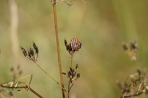 strip bug, insetto, a strisce, natura, pianta, crescita, concentrarsi sulle conoscenze acquisite, avvicinamento, bellezza nella natura, giorno, stelo vegetale, nessuno, messa a fuoco selettiva, asciutto, la tranquillità, fiore, vulnerabilità, fragilità, all'aperto, animali allo stato selvatico, pianta fiorita, fauna selvatica, pianta morta, pianta appassita, 5K, CC0, dominio pubblico, privo di copyright