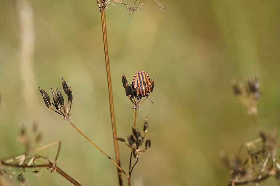 bug error, error, insecte, ratlles, naturalesa, planta, creixement, centrar-se en primer pla, primer pla, bellesa a la natura, dia, tija de la planta, cap gent, enfocament selectiu, sec, tranquil·litat, flor, vulnerabilitat, fragilitat, a l'aire lliure, animals a la natura, planta amb flors, fauna animal, planta morta, Planta esvaïda, 5K
