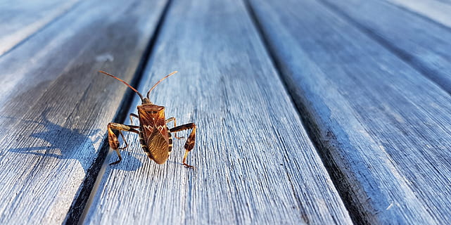 cimice americana, insetto, scarafaggio, animale, natura, avvicinamento, autunno, legna, tavole, legno - materiale, fauna selvatica, temi animali, invertebrato, animali allo stato selvatico, un animale, nessuno, giorno, vista dall'alto, tavola, all'aperto, concentrarsi sulle conoscenze acquisite, blu, messa a fuoco selettiva, Marrone, parte del corpo animale, 2K, CC0, dominio pubblico, privo di copyright
