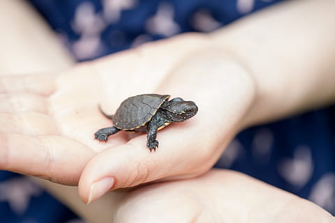 tortoise, bug, little turtle, hands, animal, human body part, human hand, hand, one animal, one person, animal wildlife, animals in the wild, body part, focus on foreground, holding, close-up, finger, reptile, human finger, real people, young animal, day, small, care, 5K, CC0, public domain, royalty free