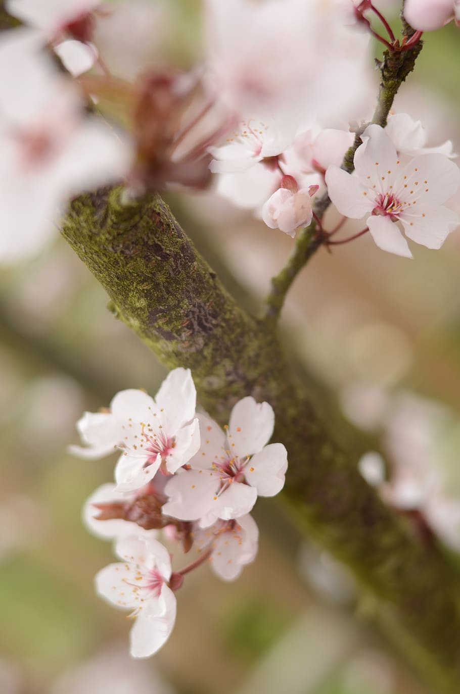 cirera, cireres, arbre, rosa, blanc, somiador, flors, bonic, natura morta, fons, bellesa, naturalesa, primavera, floració, l’apogeu del, fons de pantalla d'android, planta amb flors, flor, planta, frescor, bellesa a la natura, fragilitat, creixement, vulnerabilitat, pètal, primer pla, branca, dia, cap de flor, enfocament selectiu, color rosa, cap gent, flor de cirerer, pol·len, a l'aire lliure, cirerer, 4K