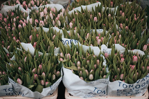 blomst, planter, blad, flok, gård, have, kommerciel, sløring, plante, grøn farve, friskhed, skønhed i naturen, vækst, til salg, blomstrende plante, ingen mennesker, marked, tekst, sårbarhed, dag, natur, detail, lille virksomhed, prisskilt, skrøbelighed, tæt på, blomsterhoved, detailvisning, buket, blomster arrangement, 4K, CC0, offentligt domæne, royaltyfrie