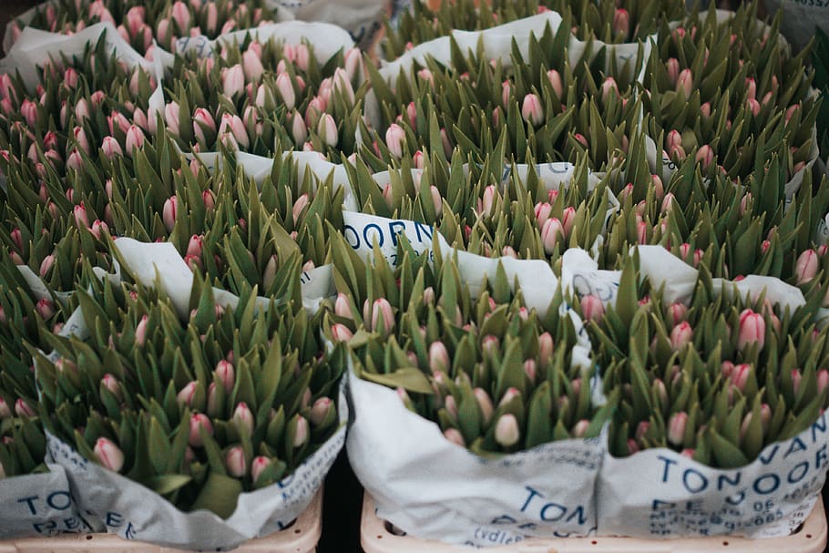 blomst, planter, blad, flok, gård, have, kommerciel, sløring, plante, grøn farve, friskhed, skønhed i naturen, vækst, til salg, blomstrende plante, ingen mennesker, marked, tekst, sårbarhed, dag, natur, detail, lille virksomhed, prisskilt, skrøbelighed, tæt på, blomsterhoved, detailvisning, buket, blomster arrangement, 4K