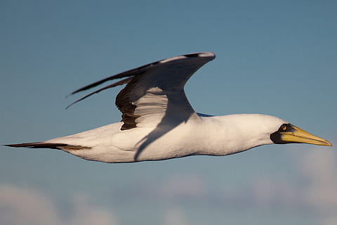 flygende fugl, booby, fugl, dyr, Atlanterhavet, dyr i naturen, dyreliv, ett dyr, dyre temaer, virveldyr, flying, ingen folk, spre vinger, himmel, natur, klar himmel, dag, nebb, fokusere på forgrunnen, i lufta, nærbilde, lav vinkel visning, blå, dyrehals, 4K, CC0, offentlig domene, opphavsrett gratis