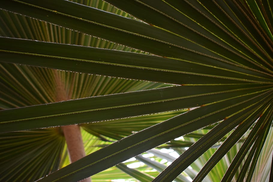 modello, verde, fronde, tropicale, foglia, albero, pianta, fogliame, ramo, botanica, lussureggiante, esotico, paesaggio, macro, avvicinamento, giardino, umidità, dita, crescita, Palma, foglia di palma, parte vegetale, clima tropicale, nessuno, colore verde, bellezza nella natura, natura, giorno, fronda, fotogramma intero, sfondi, all'aperto, concentrarsi sulle conoscenze acquisite, modello naturale, le foglie, 2K