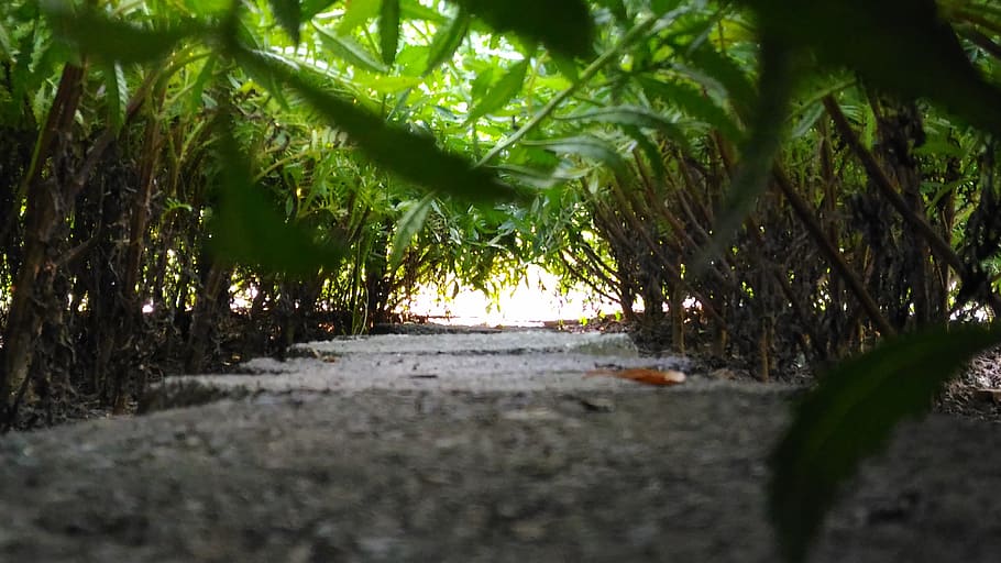 indien, indore, plante, vækst, selektiv fokusering, grøn farve, natur, ingen mennesker, træ, dag, skønhed i naturen, vejen frem, retning, sti, jord, ro, blad, udendørs, plante del, fokusere på baggrund, tæt på, overflade niveau, faldende perspektiv, 4K