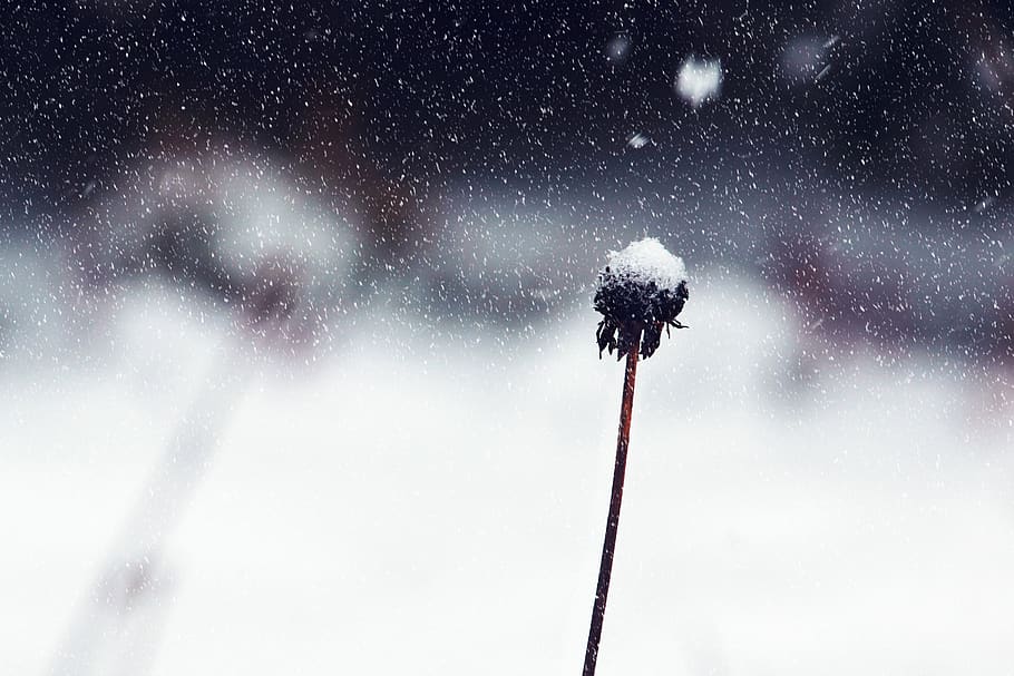 marchit, flor, coberta, neu, borrós, primer pla, fred, focus, congelat, gel, gelada, temporada, nevat, temps, hivern, temperatura de fred, naturalesa, bellesa a la natura, cel, nevar, escenics - natura, moviment, vista d’angle baix, cap gent, planta, arbre, a l'aire lliure, medi ambient, esport, clima extrem, esdeveniment, tempesta, arbre de coníferes, vent de neu, 2K