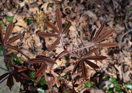 plante, blad, jord, dyr, fugl, vegetation, træ, blomst, blomstre, natur, maroon, fotografering, Foto, forår, kastanje, japansk kastanje, have, blomsterpike, blade, tæt på, Mark, ingen mennesker, fokus på forgrunden, dag, skønhed i naturen, Brun, vækst, skrøbelighed, plante del, sårbarhed, udendørs, blomstrende plante, tør, ro, 5K, CC0, offentligt domæne, royaltyfrie
