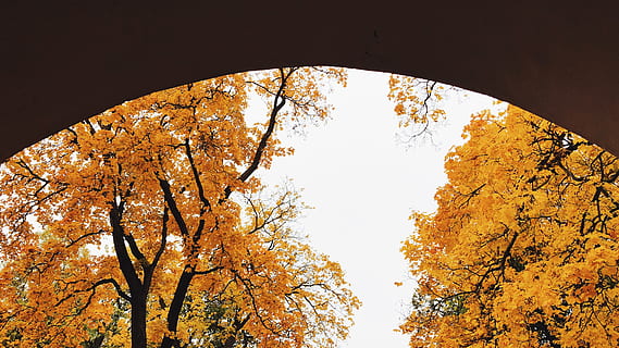 plant, tree, tree trunk, maple, finland, helsinki, unnamed road, sunlight, campus, light, flare, leaf, building, worship, architecture, shrine, temple, oak, tarmac, asphalt, autumn, change, nature, beauty in nature, orange color, branch, day, no people, sky, plant part, outdoors, low angle view, tranquility, scenics - nature, growth, autumn collection, natural condition, 4K, CC0, public domain, royalty free