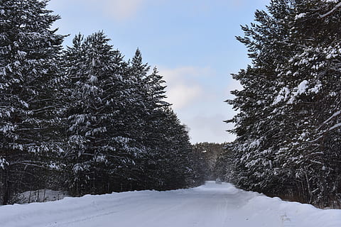 winter, sneeuw, Bos, weg, pijnboom, Siberië, vorst, koude, natuur, landschap, bomen, machine, auto, koude temperatuur, boom, fabriek, schoonheid in de natuur, kalmte, hemel, geen mensen, scenics - natuur, rustige scène, aan het bedekken, groei, witte kleur, dag, land-, niet-stedelijke scène, buitenshuis, naaldboom, 5K, CC0, publiek domein, royaltyvrij