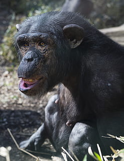 chimpanse, Zoo, abe, primat, dyr, pattedyr, dyreliv, dyre temaer, dyr i naturen, et dyr, hvirveldyr, fokus på forgrunden, ingen mennesker, dag, leder, tæt på, mund, munden åben, kigger væk, portræt, natur, udendørs, dyr hoved, 4K, CC0, offentligt domæne, royaltyfrie