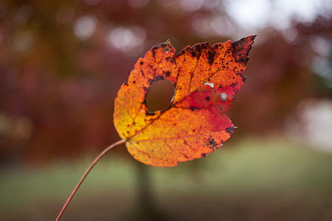 fallen, Blatt, Blätter, Orange, Kanon, Pflanzenteil, Herbst, Pflanze, Nahansicht, Fokus auf den Vordergrund, Veränderung, Schönheit in der Natur, Natur, orange Farbe, keine Leute, Tag, Verletzlichkeit, Zerbrechlichkeit, draußen, trocken, Wachstum, Ruhe, Zweig, natürlicher Zustand, Blütenkopf, 5K, CC0, gemeinfrei, lizenzfrei