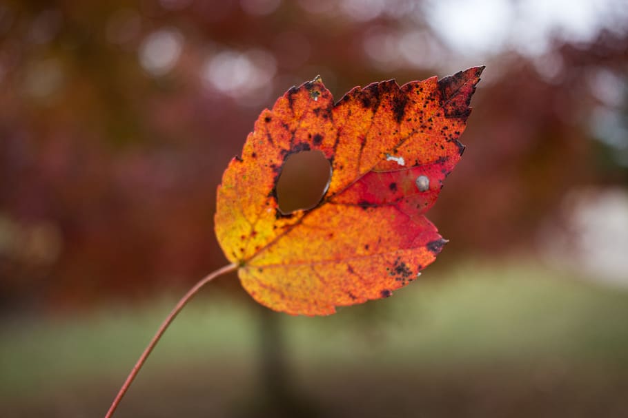 fallen, Blatt, Blätter, Orange, Kanon, Pflanzenteil, Herbst, Pflanze, Nahansicht, Fokus auf den Vordergrund, Veränderung, Schönheit in der Natur, Natur, orange Farbe, keine Leute, Tag, Verletzlichkeit, Zerbrechlichkeit, draußen, trocken, Wachstum, Ruhe, Zweig, natürlicher Zustand, Blütenkopf, 5K