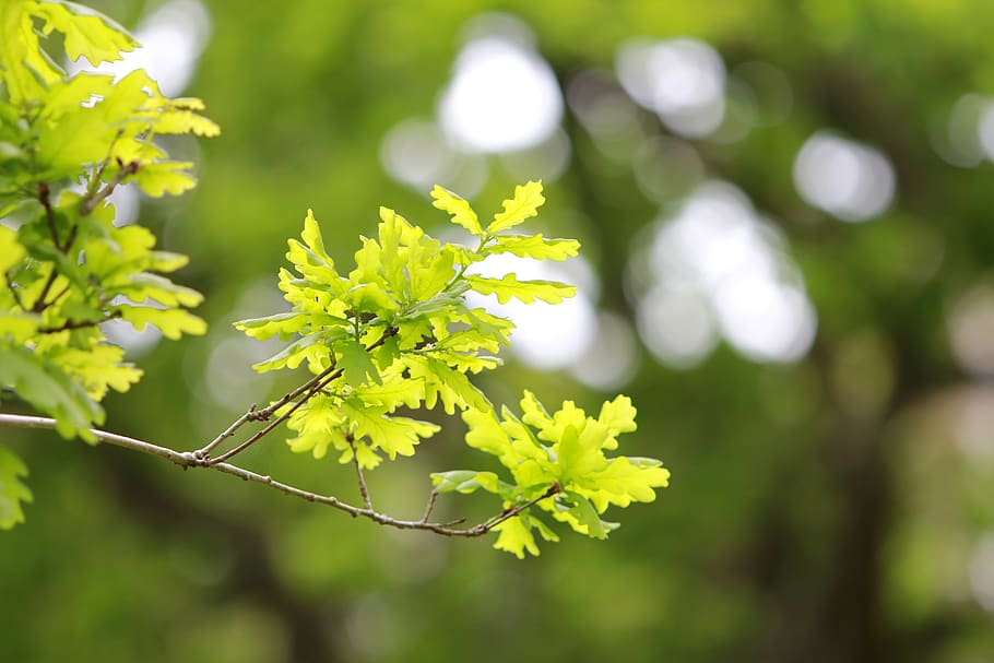 foglia, pianta, albero, quercia, verde, acero, primavera, alberi, inizi, le foglie, naturale, le stagioni, tenero, nuovo inizio, bokeh, giardini, parco, giardinaggio, giardiniere, crescita, colore verde, bellezza nella natura, parte vegetale, avvicinamento, giorno, natura, concentrarsi sulle conoscenze acquisite, vulnerabilità, nessuno, la tranquillità, fragilità, all'aperto, freschezza, luce del sole, fiore, messa a fuoco selettiva, 5K