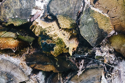 legna da ardere marcia, sfondo, Marrone, avvicinamento, taglio, ambiente, legna da ardere, foresta, silvicoltura, ceppo, registrazione, legname, macro, Materiale, naturale, natura, vecchio, modello, mucchio, pino, marcire, marcio, rurale, pila, struttura, strutturato, albero, tronco, legna, di legno, bosco, catasta di legna, roccia, solido, roccia - oggetto, nessuno, giorno, fotogramma intero, acqua, sfondi, all'aperto, vista dall'alto, legno - materiale, ruvido, acqua corrente, 4K, CC0, dominio pubblico, privo di copyright