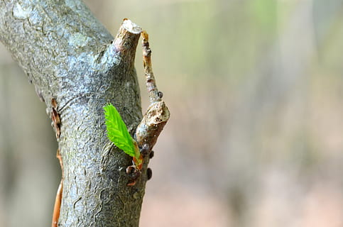 boom, knop, natuur, de lente, planten, blad, vervulling, bloeiende, dieren in het wild, dierenleven, dier, dierlijke thema's, één dier, boomstam, romp, fabriek, focus op de voorgrond, gewerveld, geen mensen, detailopname, dag, ongewerveld, insect, buitenshuis, plantenschors, groene kleur, 4K, CC0, publiek domein, royaltyvrij