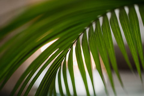 planta, full, verd, arbre, falguera, espiral, Palmera, arecaceae, flor, bobina, avet, abies, gota, pi, tropical, aloe, sequoia, animal, venes, color verd, fulla de palma, part de la planta, creixement, bellesa a la natura, clima tropical, fronda, naturalesa, primer pla, cap gent, dia, a l'aire lliure, centrar-se en primer pla, tranquil·litat, frescor, patró natural, fulles, selva tropical, rosada, 5K, CC0, domini públic, lliure de regalies