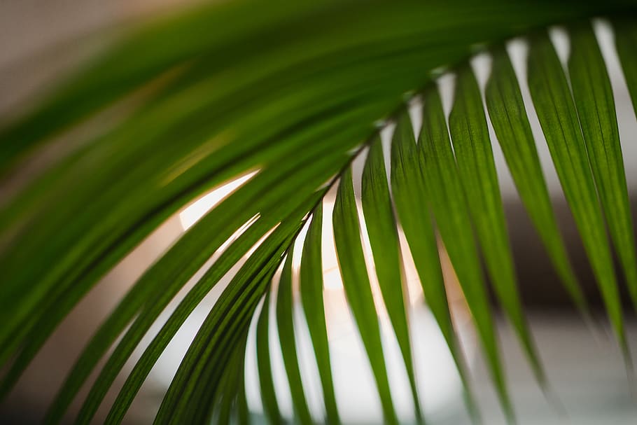 planta, full, verd, arbre, falguera, espiral, Palmera, arecaceae, flor, bobina, avet, abies, gota, pi, tropical, aloe, sequoia, animal, venes, color verd, fulla de palma, part de la planta, creixement, bellesa a la natura, clima tropical, fronda, naturalesa, primer pla, cap gent, dia, a l'aire lliure, centrar-se en primer pla, tranquil·litat, frescor, patró natural, fulles, selva tropical, rosada, 5K