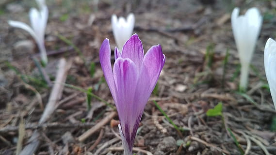 flor, Violeta, bosque, primavera, naturaleza, planta floreciendo, frescura, vulnerabilidad, planta, fragilidad, de cerca, azafrán, pétalo, crecimiento, belleza en la naturaleza, iris, campo, púrpura, cabeza de flor, centrarse en primer plano, tierra, inflorescencia, nadie, polen, 4K, CC0, dominio público, libre de derechos