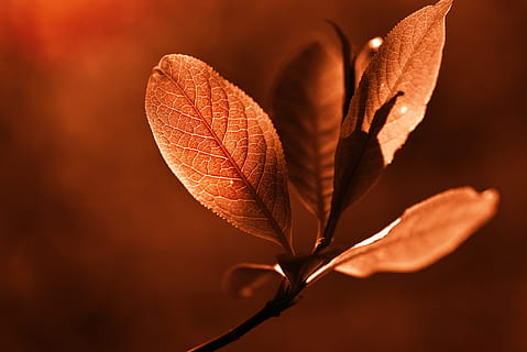 frunze, crenguţă, nervură, model, natură, pădure, primăvară, lumina din spate, luminos, parte a plantelor, toamnă, a închide, plantă, frumusețe în natură, nici o persoana, în aer liber, vulnerabilitate, fragilitate, maro, culoare portocalie, uscat, plante stem, liniște, să se concentreze asupra primelor elemente, lumina soarelui, vena frunzelor, Schimbare, toamnă colecție, starea naturala, 4K, CC0, domeniu public, fără drepturi de autor