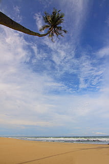 palmera de coco, aigua de mar, agitant, sorra, blau, cel, blanc, núvols, durant el dia, platja, arbre de coco, la llum del dia, horitzó, paisatge, naturalesa, oceà, escènic, mar, paisatge marí, vora del mar, estiu, sol, tropical, aigua, onades, terra, núvol - cel, escenics - natura, planta, bellesa a la natura, arbre, clima tropical, escena tranquil·la, tranquil·litat, Palmera, dia, horitzó sobre l’aigua, a l'aire lliure, cap gent, arbre tropical, 2K, CC0, domini públic, lliure de regalies
