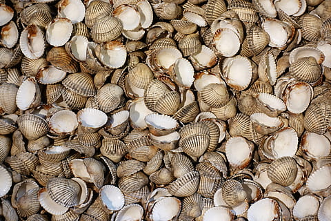 berberecho, cáscara, Mariscos, molusco, bivalvo, marina, vacío, textura, modelo, cardiidae, comida, cosecha, mar, embalaje, cerastoderma, edule, fotograma completo, gran grupo de objetos, antecedentes, abundancia, nadie, vista de alto ángulo, concha, naturaleza muerta, animal, almeja, caparazón de animal, comida y bebida, de cerca, frescura, fauna animal, texturizado, día, 5K, CC0, dominio público, libre de derechos