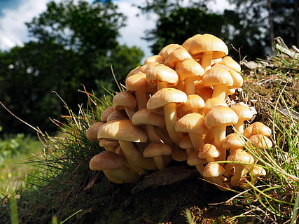 bolets, menjar, fong, planta, creixement, vegetals, terra, naturalesa, arbre, toadstool, camp, primer pla, cap gent, menjar i beguda, dia, bolets comestibles, frescor, centrar-se en primer pla, bosc, bellesa a la natura, a l'aire lliure, 2K, CC0, domini públic, lliure de regalies