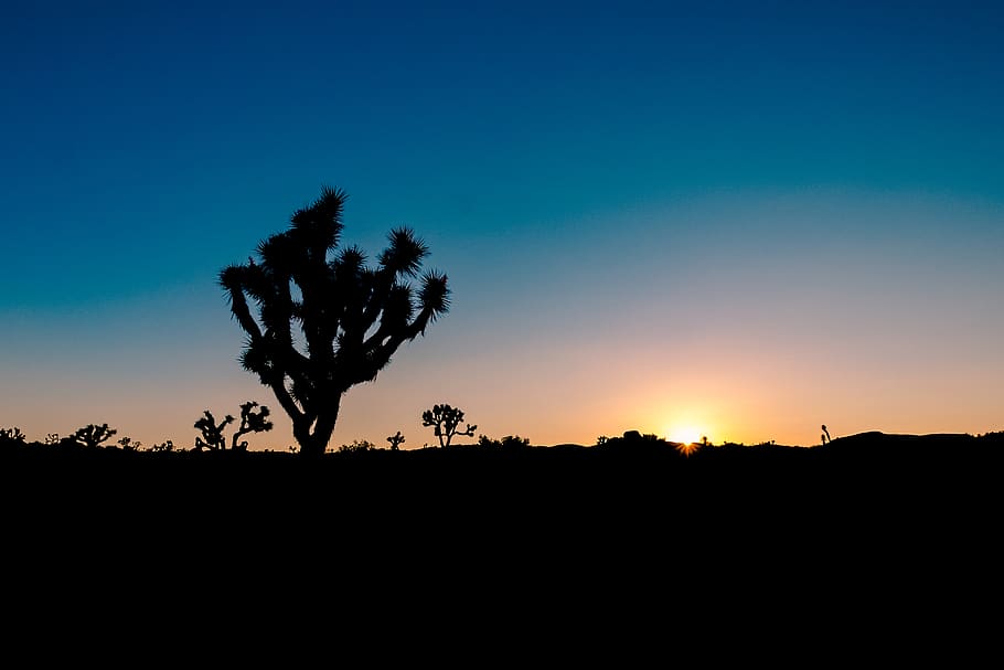 arbres, posta de sol, sol, paisatge, joshua tree, naturalesa, fujifilm, xt2, silueta, cel, bellesa a la natura, escena tranquil·la, arbre, planta, tranquil·litat, escenics - natura, medi ambient, cap gent, còpia espai, creixement, escena no urbana, color taronja, idíl·lic, cel clar, blau, a l'aire lliure, 4K