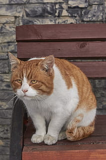 kat, rood, knorrig, redhead, roofdier, wild, ogen, zoogdier, portret, groot, katachtig, gevaarlijk, dieren, huiselijk, huisdieren, dierlijke thema's, één dier, dier, huiskat, gewerveld, hout - materiaal, snorhaar, geen mensen, dag, zittend, volledige lengte, ontspanning, focus op de voorgrond, wegkijken, 2K, CC0, publiek domein, royaltyvrij