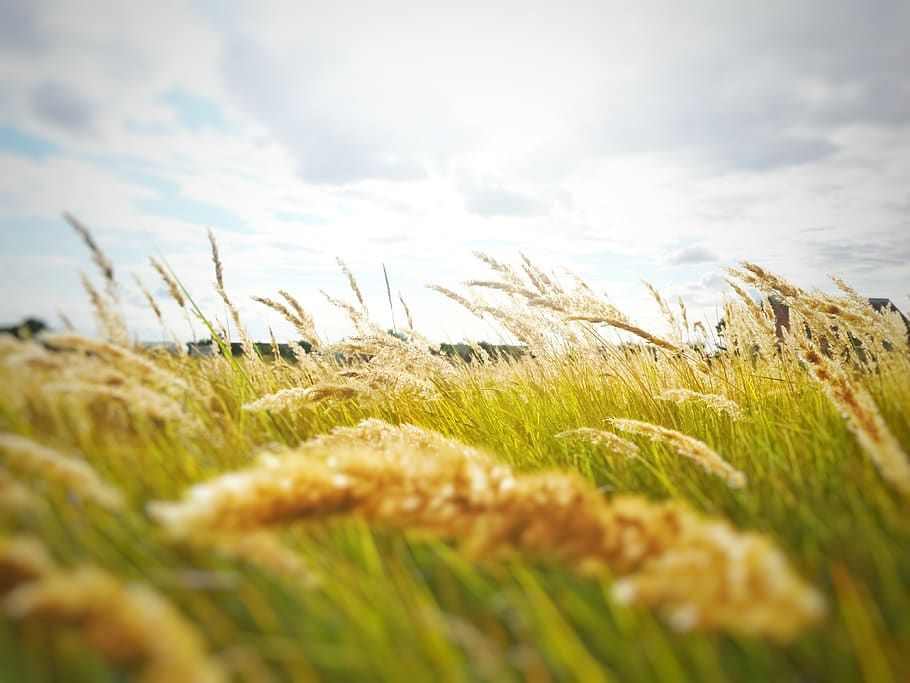 kans grass, ennuvolat, cel, borrós, pa, cereal, primer pla, cultiu, terres de cultiu, alba, profunditat de camp, granja, camp, flora, daurat, creixement, collita, paisatge, naturalesa, pastures, sègol, llavor, estiu, blat, Ventós, planta, núvol - cel, herba, bellesa a la natura, terra, enfocament selectiu, medi ambient, agricultura, tranquil·litat, escena rural, planta de cereals, cap gent, dia, vent, a l'aire lliure, nivell superficial, 4K
