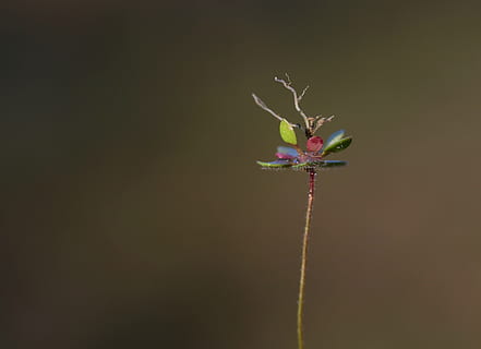 blomst, rod, makro, lille, grøn, natur, blomstrende plante, plante, skønhed i naturen, skrøbelighed, sårbarhed, kopiere plads, tæt på, friskhed, ingen mennesker, vækst, plantestamme, studio skud, indendørs, kronblad, begyndelser, grøn farve, sort baggrund, visnet plante, bægerblad, 2K, CC0, offentligt domæne, royaltyfrie
