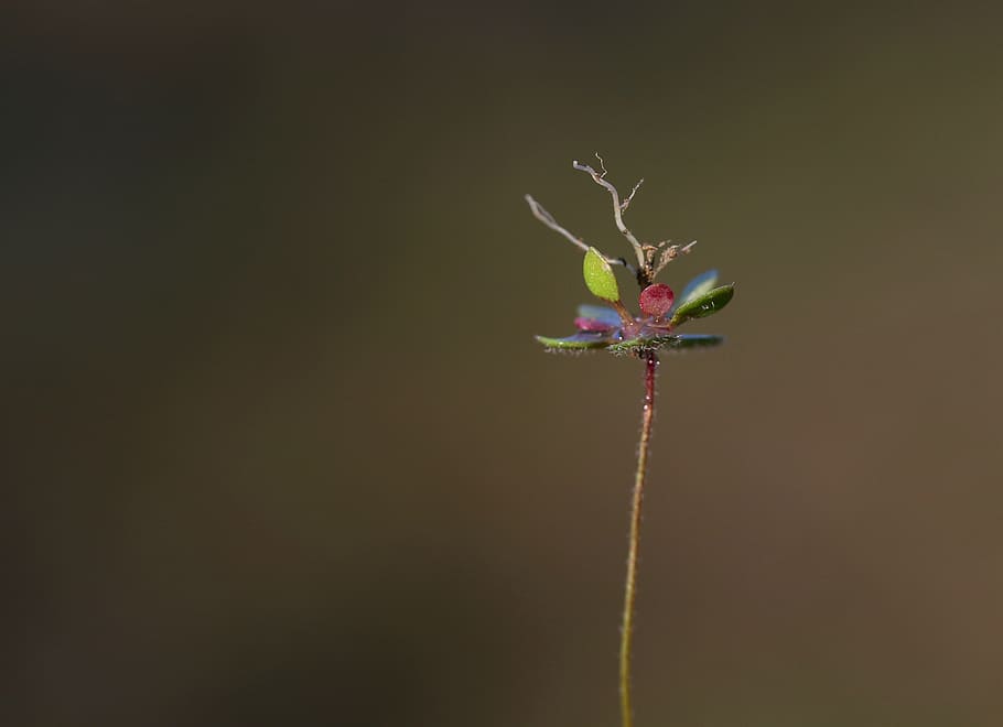 blomst, rod, makro, lille, grøn, natur, blomstrende plante, plante, skønhed i naturen, skrøbelighed, sårbarhed, kopiere plads, tæt på, friskhed, ingen mennesker, vækst, plantestamme, studio skud, indendørs, kronblad, begyndelser, grøn farve, sort baggrund, visnet plante, bægerblad, 2K