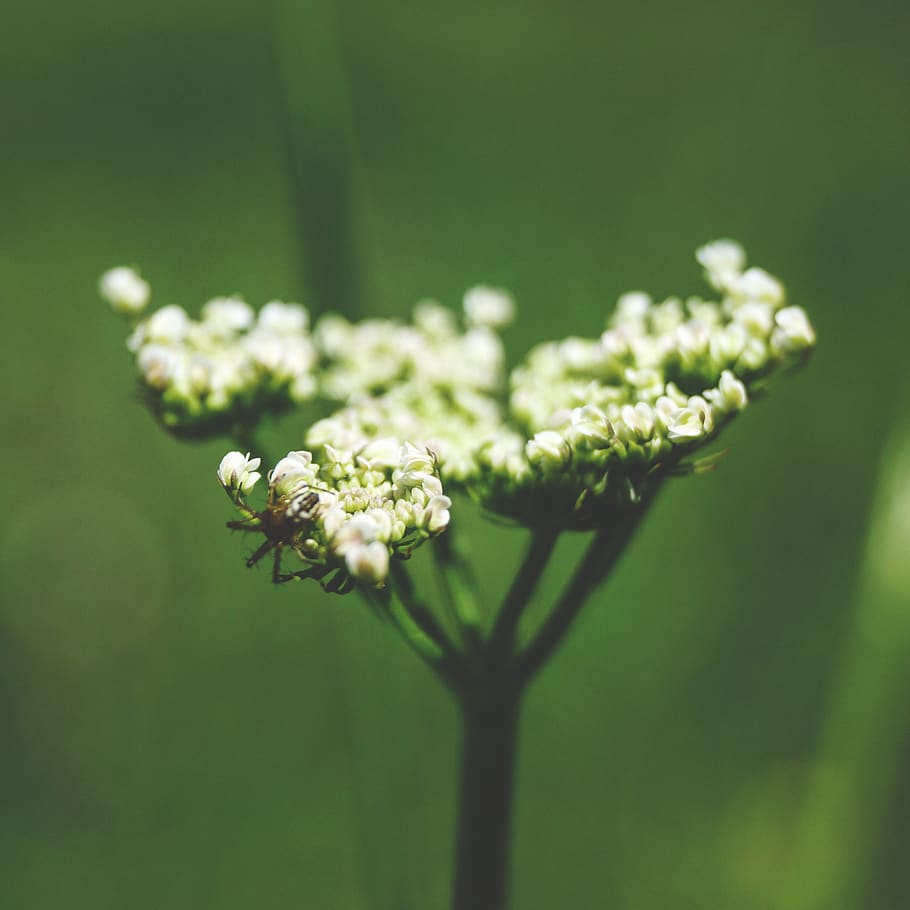 edderkop, tæt på, makro, hvid, blomst, bugs, grøn, sommer, blomstrende plante, plante, skønhed i naturen, friskhed, sårbarhed, skrøbelighed, natur, vækst, selektiv fokusering, ingen mennesker, dag, fokus på forgrunden, udendørs, plantestamme, blomsterstand, hvid farve, kronblad, grøn farve, blomsterhoved, blomster arrangement, 2K