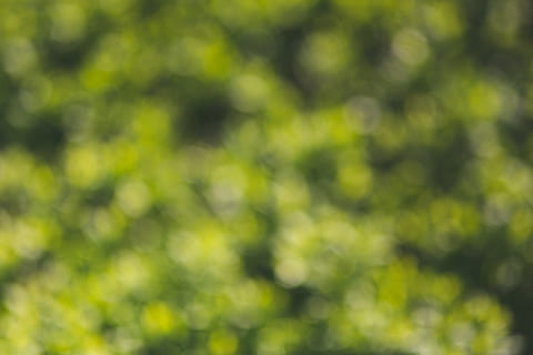 green bokeh, background, green, no people, full frame, day, plant, green color, backgrounds, defocused, beauty in nature, nature, tree, growth, tranquility, sunlight, outdoors, focus on foreground, selective focus, close-up, freshness, environment, blurred motion, 4K, CC0, public domain, royalty free