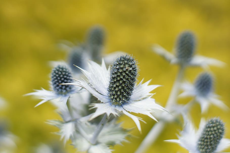 Distel, Gelb, schließen, Blume, blühende Pflanze, Pflanze, Schönheit in der Natur, Zerbrechlichkeit, Frische, Verletzlichkeit, Wachstum, Nahansicht, Blütenkopf, Natur, Blütenstand, selektiver Fokus, Blütenblatt, keine Leute, Tag, Fokus auf den Vordergrund, draußen, Botanik, Pollen, Bestäubung, 4K