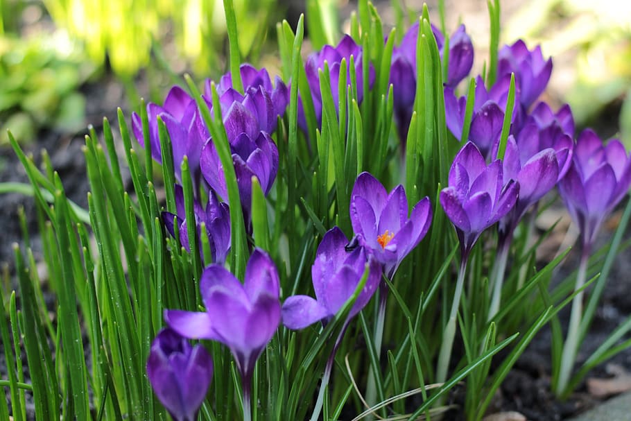 Krokus, Blau, Frühling, Blumen, violett, Frühlingsblume, Garten, wunderschönen, Blume, blühende Pflanze, Pflanze, lila, Frische, Schönheit in der Natur, Wachstum, Zerbrechlichkeit, Verletzlichkeit, Nahansicht, Blütenblatt, Natur, Blütenstand, Blütenkopf, Fokus auf den Vordergrund, grüne Farbe, Iris, Feld, keine Leute, draußen, Pollen, Blumenbeet, 5K