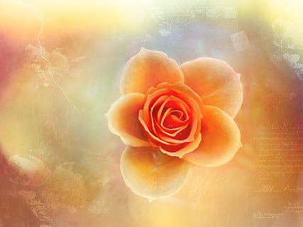 rose, flower, edit, fragrance, nature, fresh, orange, rose - flower, beauty in nature, flowering plant, plant, freshness, petal, close-up, flower head, fragility, inflorescence, vulnerability, no people, red, lens flare, backgrounds, vibrant color, abstract, bright, digital composite, 4K, CC0, public domain, royalty free