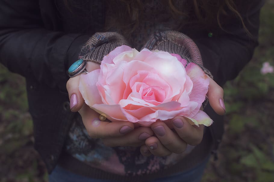 curació, quin, bruixeria, romàntic, mans, boho hand, boho ring, màgia, pedals, bonic, naturalesa, primavera, femení, rosa, amor, gitano, boho, flor, planta, frescor, una persona, celebració, planta amb flors, vulnerabilitat, bellesa a la natura, fragilitat, secció mitjana, color rosa, primer pla, centrar-se en primer pla, persones reals, flor de roses, cap de flor, mà, inflorescència, a l'aire lliure, mans en copa, 5K