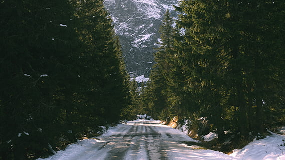 camino entre árboles, la carretera, árbol, planta, abeto, abies, autopista, camino, pista, asfalto, conífera, picea, pino, vegetación, al aire libre, paso de cebra, parada de autobús, promontorio, neumático, intersección, camino de tierra, nieve, el camino a seguir, dirección, invierno, crecimiento, naturaleza, perspectiva decreciente, temperatura fría, transporte, nadie, belleza en la naturaleza, punto de fuga, color verde, bosque, tranquilidad, clima extremo, 5K, CC0, dominio público, libre de derechos