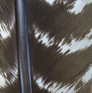 feather, macro, hawk, backgrounds, pattern, full frame, no people, textured, metal, close-up, silver colored, window, abstract, indoors, nature, sunlight, shadow, shiny, light - natural phenomenon, day, reflection, modern, motion, abstract backgrounds, steel, alloy, textured effect, 720P, CC0, public domain, royalty free