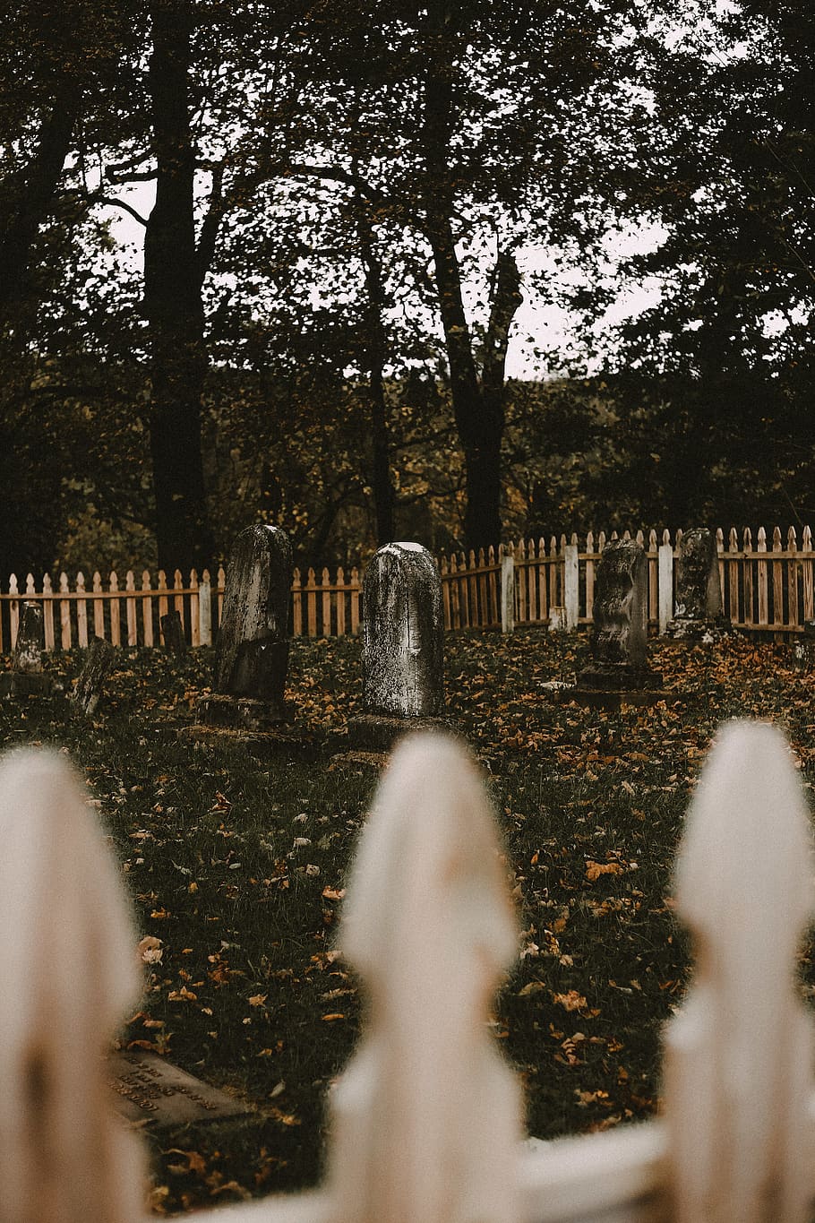 Freier Friedhof, Zaun, Streikposten, Person, Mensch, Boden, Baum, Pflanze, Grab, Grabstein, Wasser, gefallen, Blätter, Friedhof, Herbst, fallen, gruselig, gruslig, Halloween, Stein, keine Leute, Denkmal, Tag, Natur, Barriere, Grenze, selektiver Fokus, konzentrieren sie sich auf den hintergrund, in einer Reihe, draußen, Ruhe, 5K