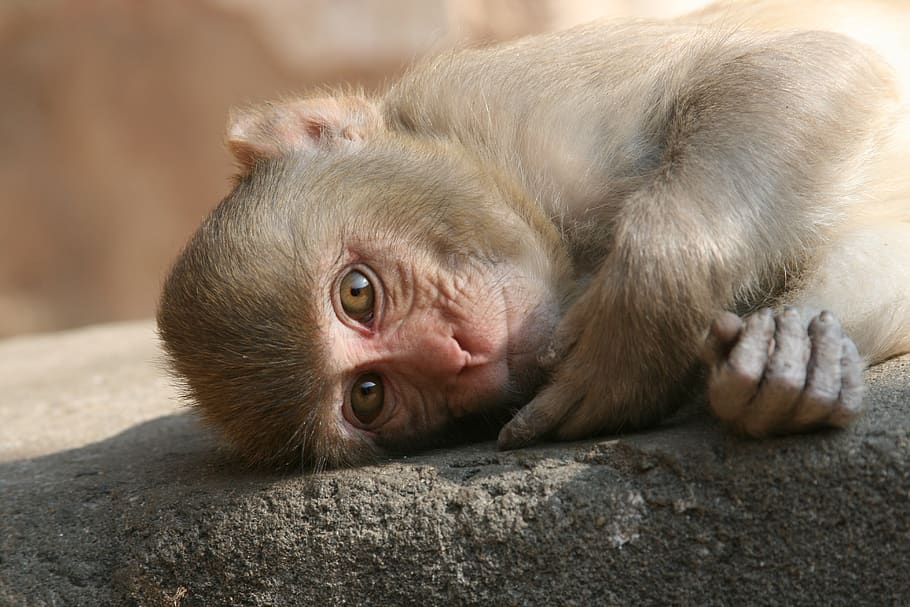 mico reclinable, mico, Mico infantil, Índia, temes d'animals, animal, mamífer, un animal, retrat, fauna animal, animals a la natura, animal jove, part del cos dels animals, relaxació, primer pla, cap gent, centrar-se en primer pla, mirant la càmera, primat, vertebrats, pèl d’animals, estirat, dia, cap d’animals, 4K