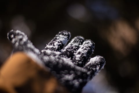 patrick hendry, selektiv fokusering, tæt på, kold temperatur, vinter, natur, sne, plante, dag, mad og drikke, ingen mennesker, mad, sund kost, skønhed i naturen, vækst, fokus på forgrunden, Frosset, sort baggrund, nåletræ, varme tøj, 8K, CC0, offentligt domæne, royaltyfrie