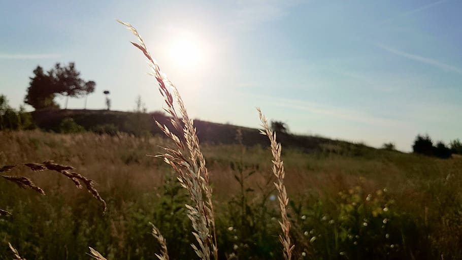 blat, plantes, camps, sol, els raigs del sol, rural, país, planta, creixement, cel, terra, camp, bellesa a la natura, tranquil·litat, naturalesa, llum solar, paisatge, escena tranquil·la, centrar-se en primer pla, agricultura, escenics - natura, cap gent, cultiu, herba, dia, medi ambient, flare de la lent, a l'aire lliure, tija, herba de Timoteu, 4K